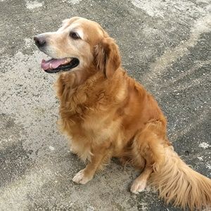 Meet your Posher, Daisy